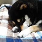 Akira@ショートショーター