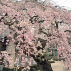 フルフルベイベー