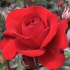 こうはらみしろ