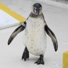 おたる水族館のフンボルトペンギン