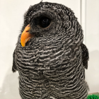 翠常梟莉（みどりとこきょうり）