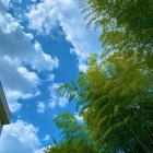 さるもんきんぐ