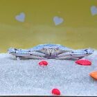 雅満月 朱黄瑠(やみつき すぎる)