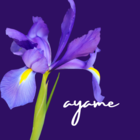 ayame＠コミカライズ決定