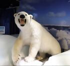 永遠光(とわのひかり)