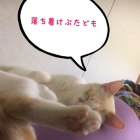 ねこはいます