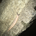 なめくじーにょ