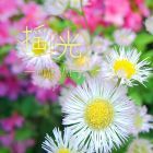 揺光―yurahikari―