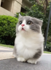 ありりん