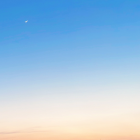 白いほうのくま