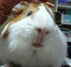 孤独氏オジサン