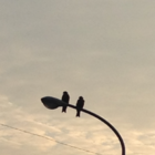 そら豆 の 天ぷら