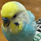 インコ