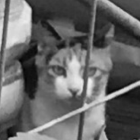 とーふ