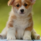 プルルンリムル