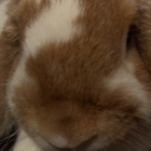 わきげストレート