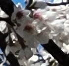 序盤の村の村人