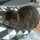 まりもサボテン