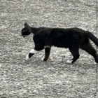 猫は猫