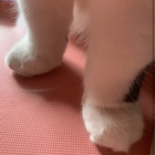 のんのこ