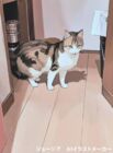 ちなり