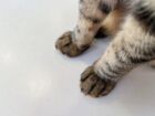 ぬまるる