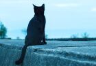 黒猫