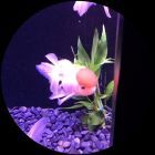 indi子/金色魚々子