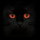 ほとんど初心者