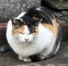 NEKO