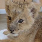 臥竜（がりょう）