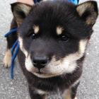 渡良瀬  カンナ