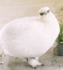 綿毛ぽぽ