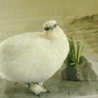 綿毛ぽぽ