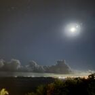 アカアシトカゲ