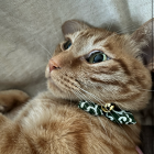 箱天天音/hakoten amane