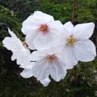 アメノヒセカイ