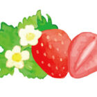 四季苺