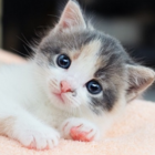 猫ちゃん