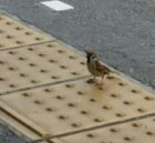 ぷくぷくうさぎ