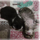 猫みかん（ピヨピヨ子）