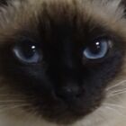 ひとえあきら
