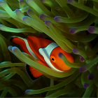 金のシャチホコ