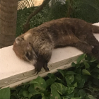 えみこ姉ちゃん