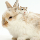 怠惰な兎【  休載中⠀】