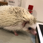 紅柄ねこ（Bengara Neko）