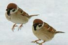 粉雪　雀