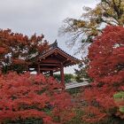 赤井紅葉