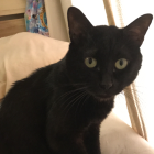 豆乳ゴマプリン