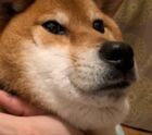のとりー